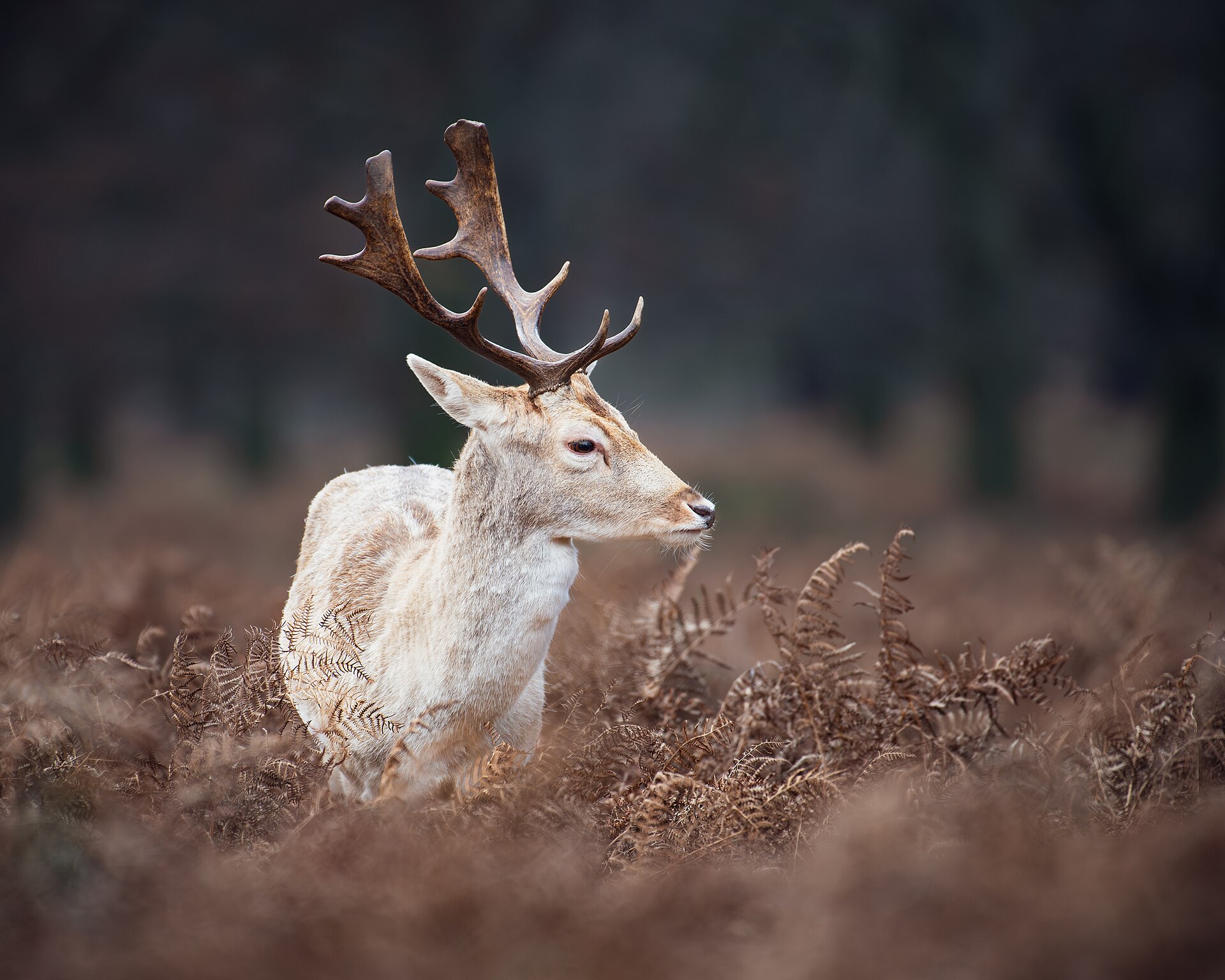 Richmond Park